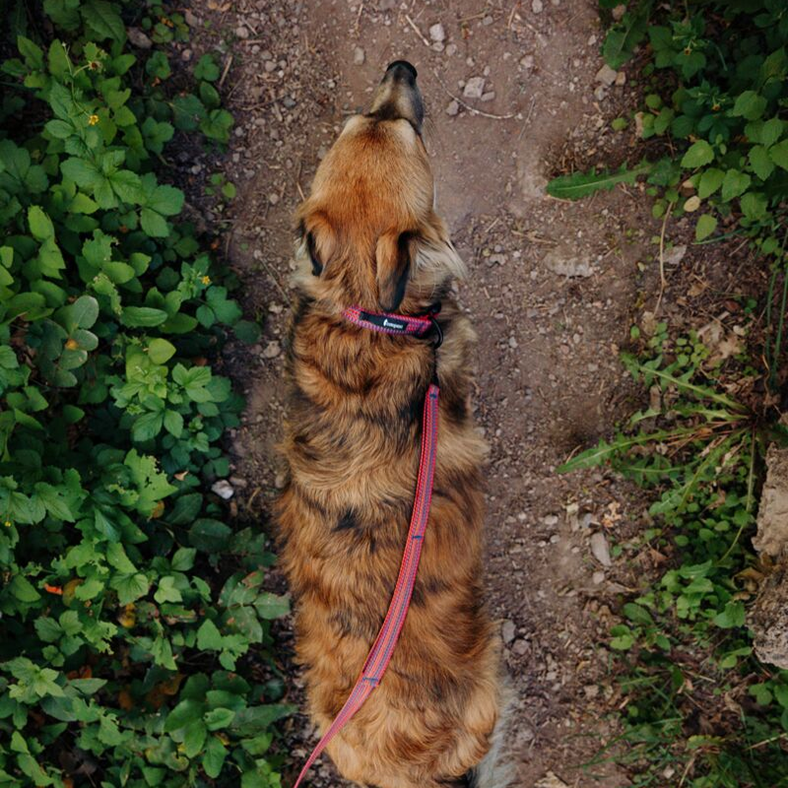 Del Dia Dog Leash | Versatile Everyday Carry