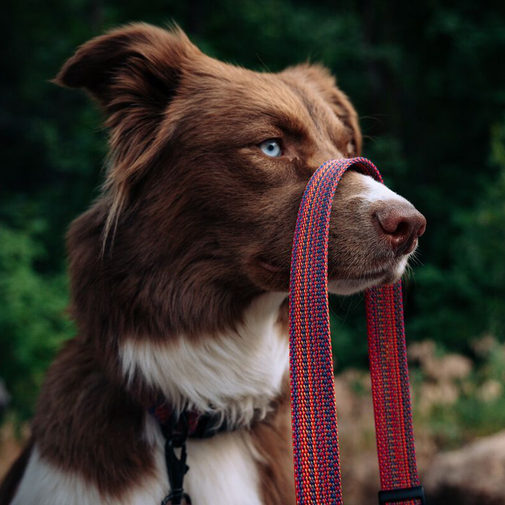 Del Dia Dog Leash | Versatile Everyday Carry