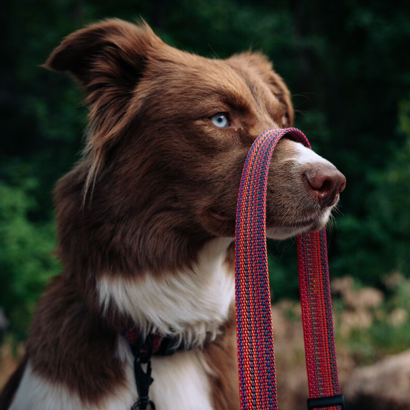 Del Dia Dog Leash | Versatile Everyday Carry