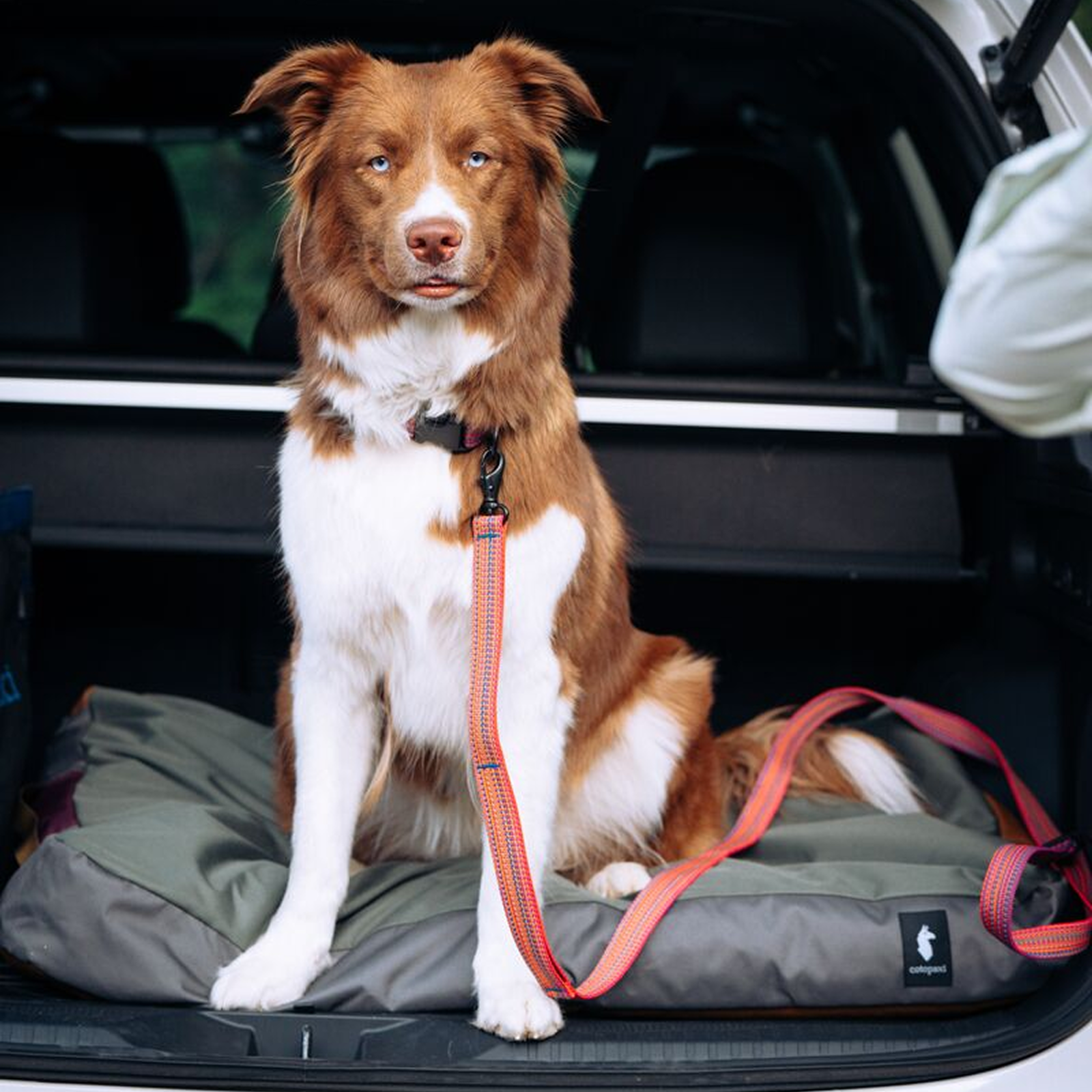 Del Dia Dog Leash | Versatile Everyday Carry