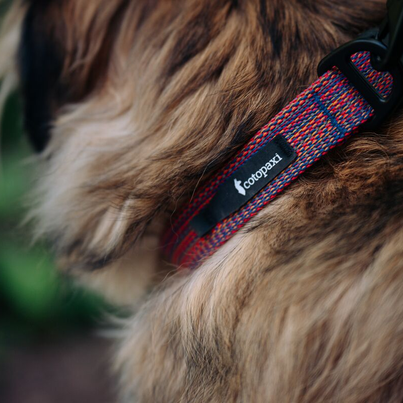 Del Dia Dog Collar | Versatile Everyday Carry