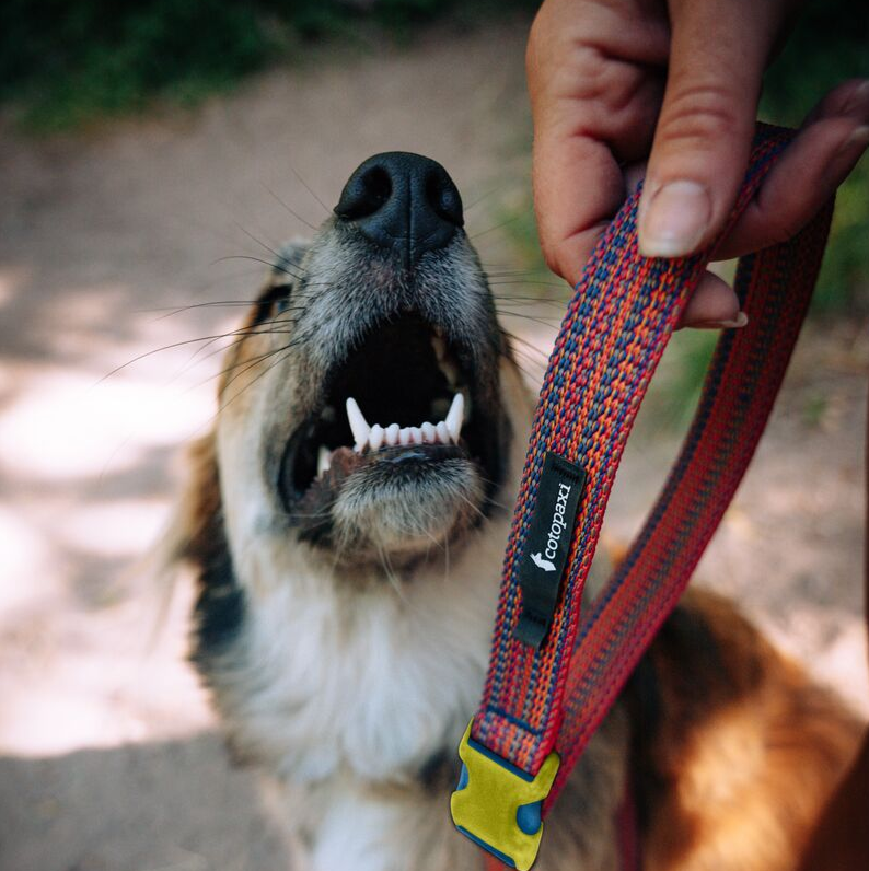 Del Dia Dog Leash | Versatile Everyday Carry