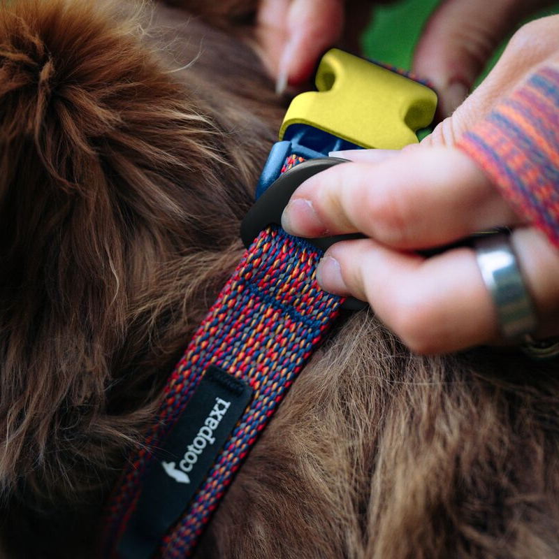 Del Dia Dog Collar | Versatile Everyday Carry