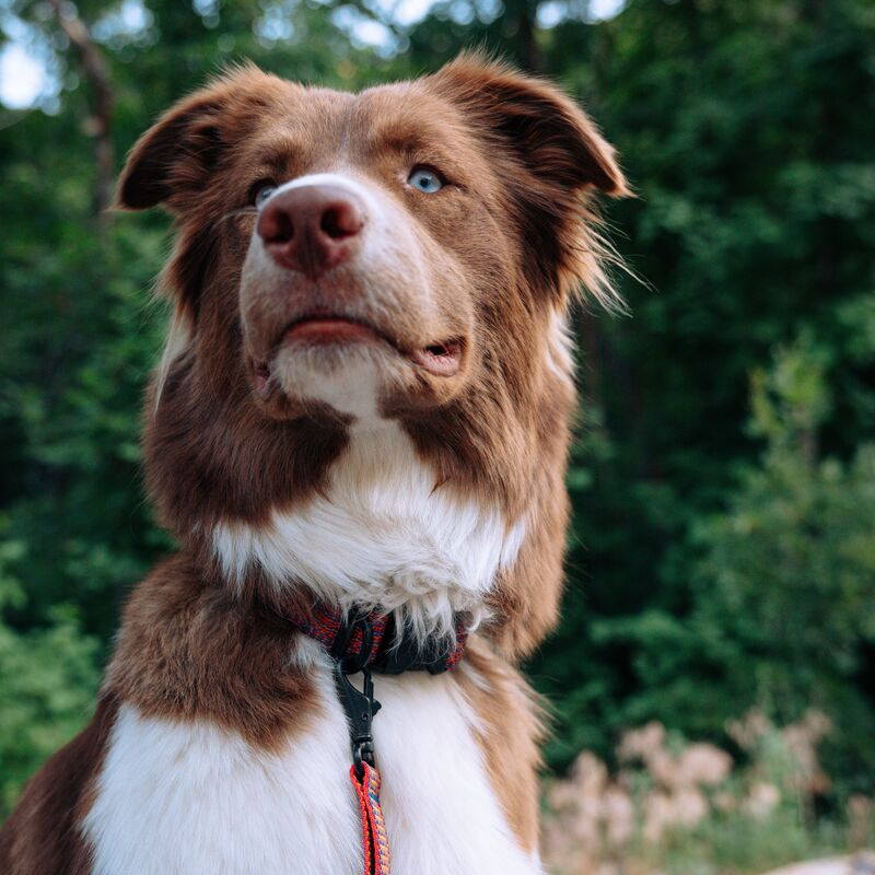 Del Dia Dog Collar | Versatile Everyday Carry