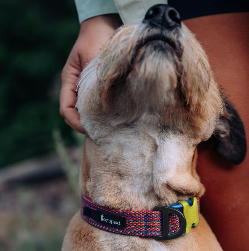 Del Dia Dog Collar | Versatile Everyday Carry