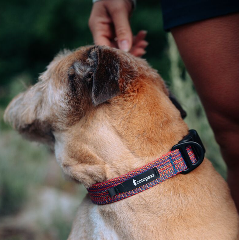 Del Dia Dog Collar | Versatile Everyday Carry